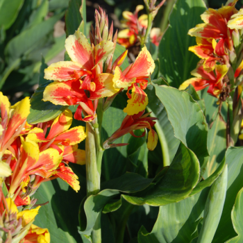 Canna Haut Reine Charlotte - Image 1