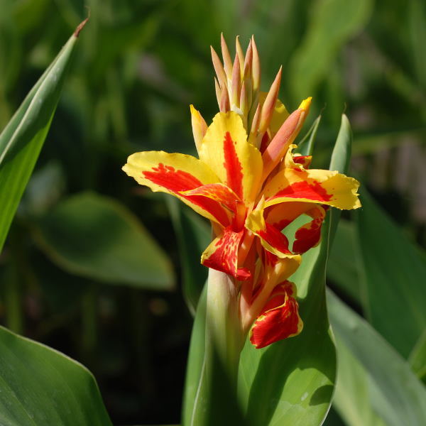 Canna Haut Reine Charlotte