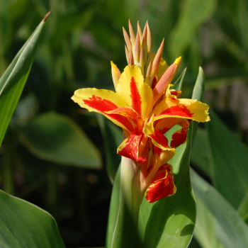 Canna Haut Reine Charlotte - Image 2