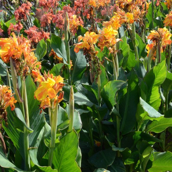 Canna nain Taroudant