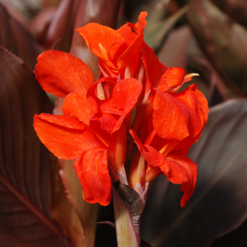 Canna nain Corail