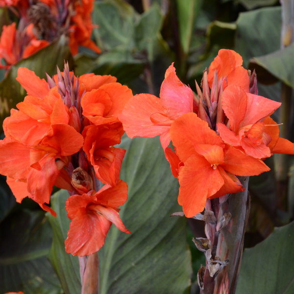 Canna nain Corail