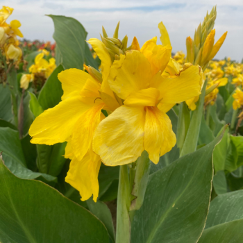 Canna nain Salsa