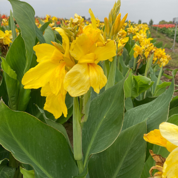 Canna nain Salsa