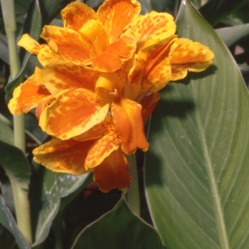 Canna nain Taroudant