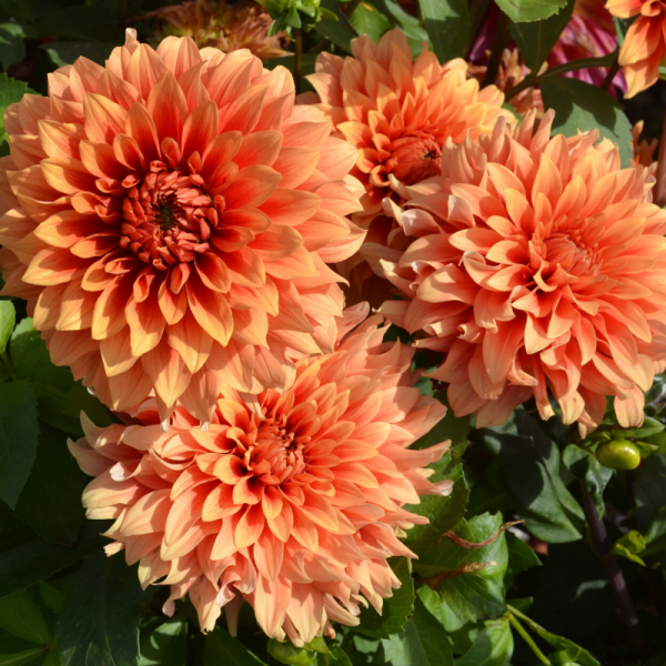 Dahlia Château d´Urville