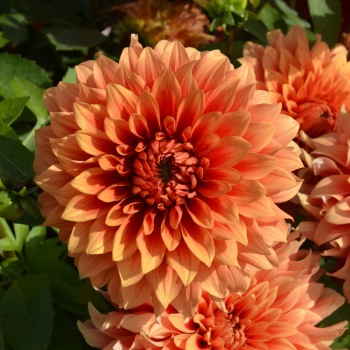 Dahlia Château d´Urville