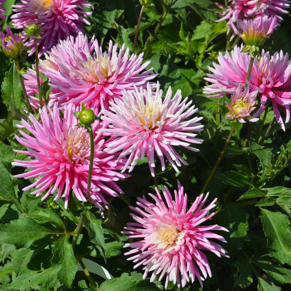 Dahlia Cactus nain Harry Bo