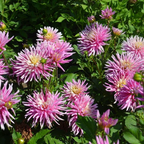 Dahlia Cactus nain Harry Bo