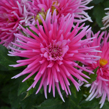 Dahlia Cactus nain Harry Bo