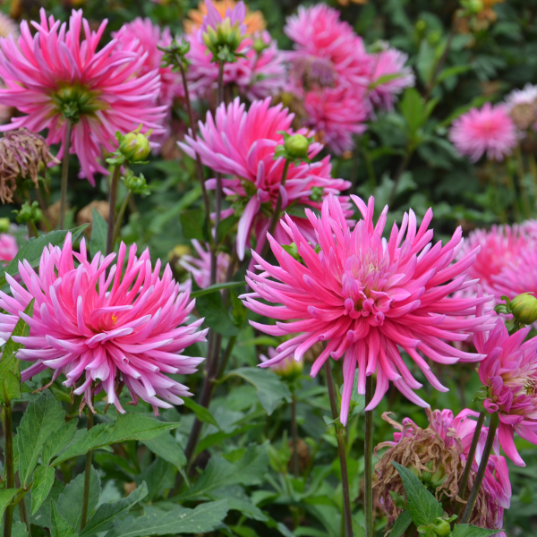 Dahlia Cactus nain Harry Bo