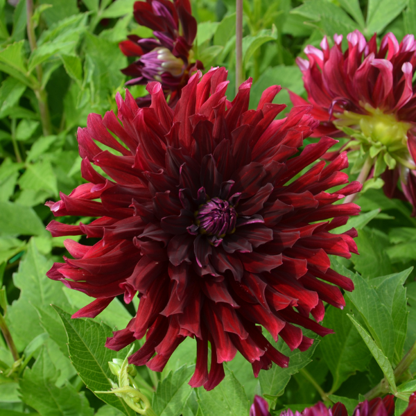 Dahlia Vibration