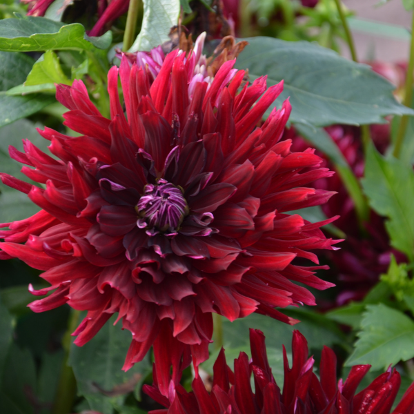 Dahlia Vibration