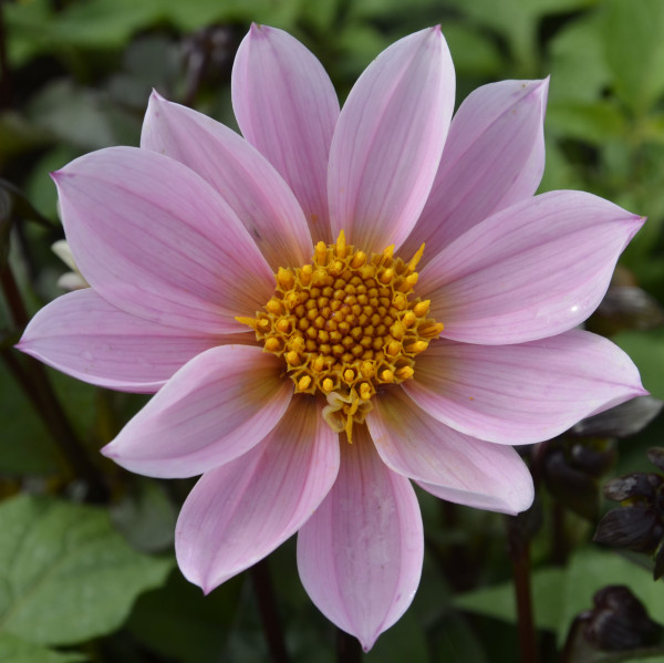 Dahlia nain Rosetta® Label Rouge