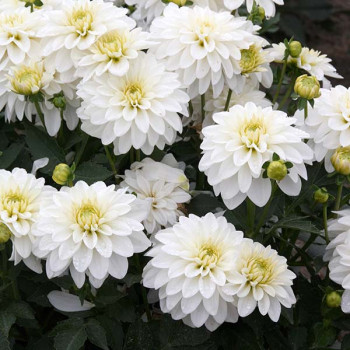 Dahlia Blankass® - Image 1