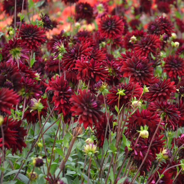 Dahlia Chat Noir