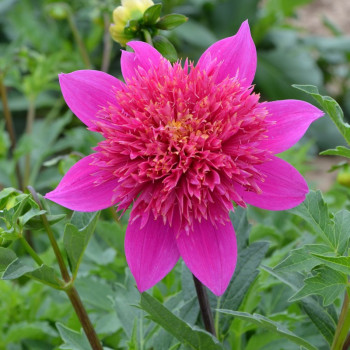 Dahlia Falabella