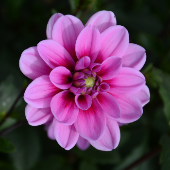 Dahlia nain Marée Bleue