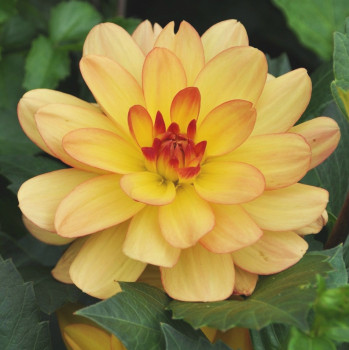 Dahlia Millefleurs Label Rouge