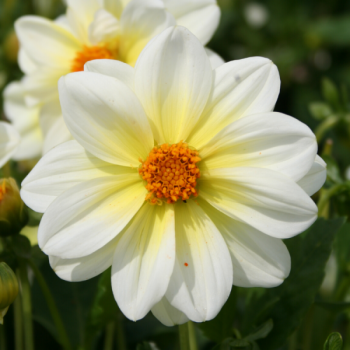 Dahlia nain Nimbus