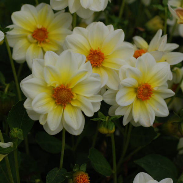 Dahlia nain Nimbus