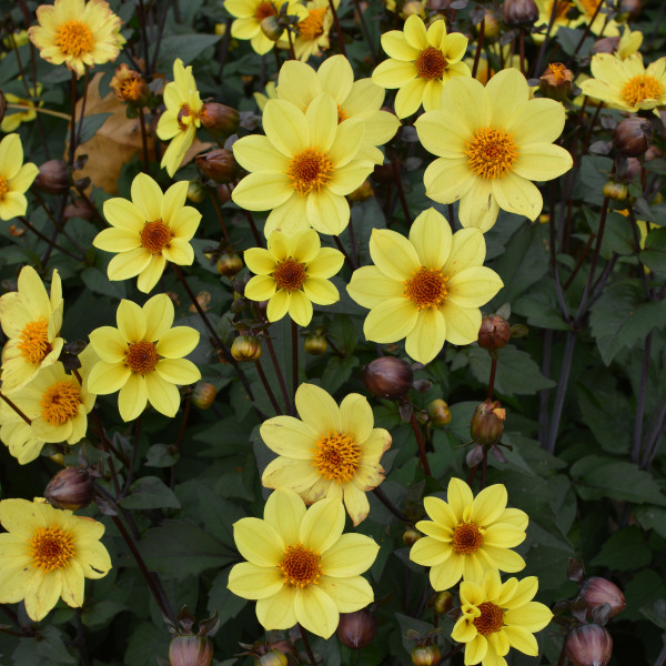 Dahlia nain Pollen