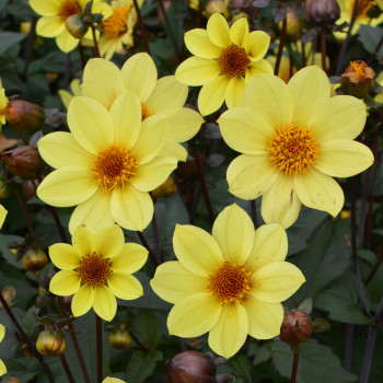 Dahlia nain Pollen