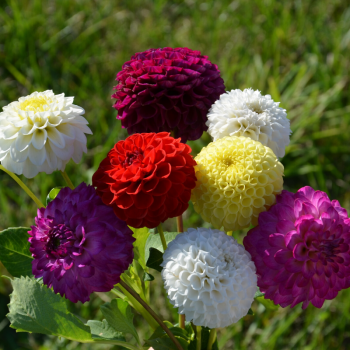 Dahlia Pompon en Mélange