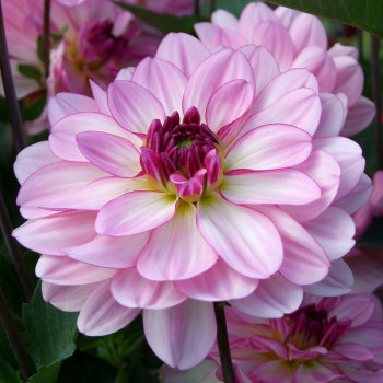 Dahlia Prestance®