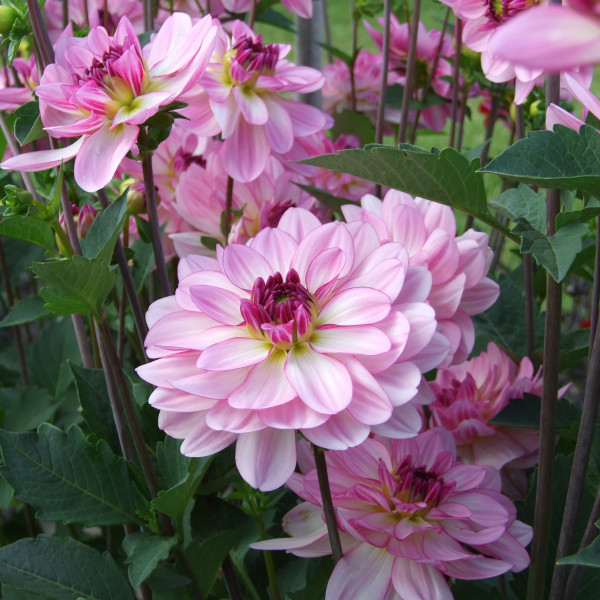 Dahlia Prestance®