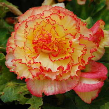 Begonias Prima Donna Aurore