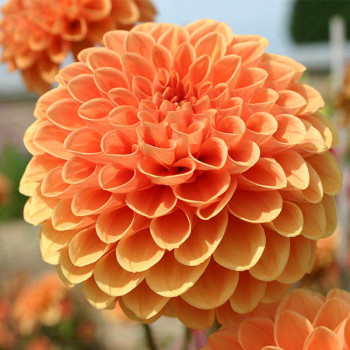 Miniature slider - Dahlia Sylvia