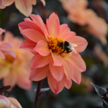 Dahlia Tropique Label Rouge