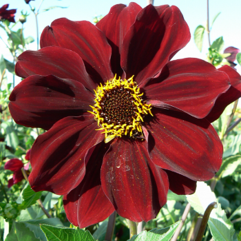 Dahlia géant Tartarus