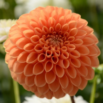 Dahlia Sylvia