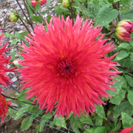 Dahlia nain Jardin du Luxembourg