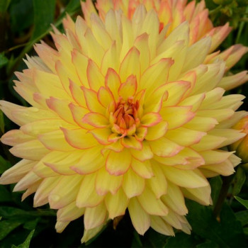 Dahlia nain Tendresse