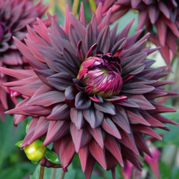 Dahlia Noir Desire®