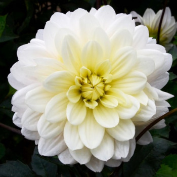 Dahlia Blankass®