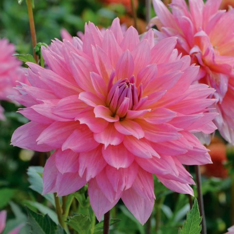 Dahlia Samantha®