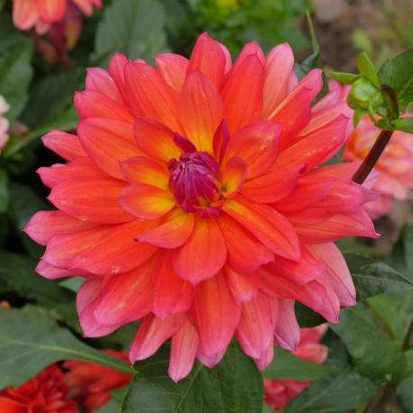 Dahlia nain Tricolor