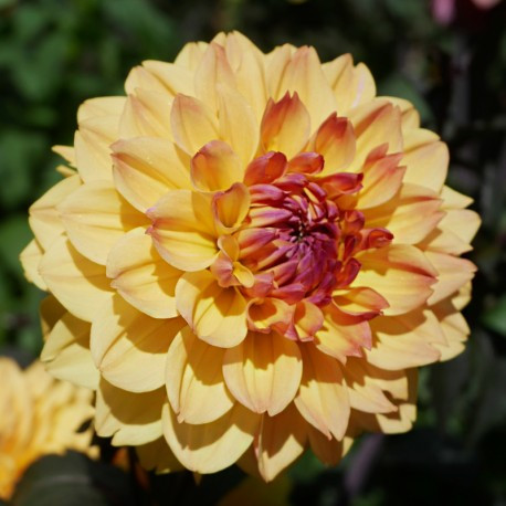 Dahlia nain Vendée Globe