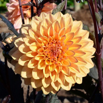 Dahlia nain Vendée Globe