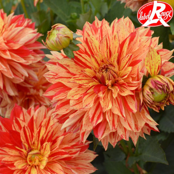 Dahlia nain Janeiro Label Rouge - Image 1