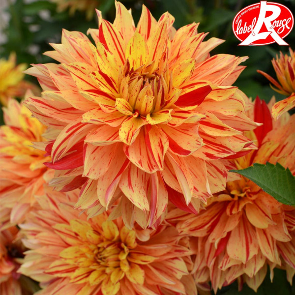 Dahlia nain Janeiro Label Rouge