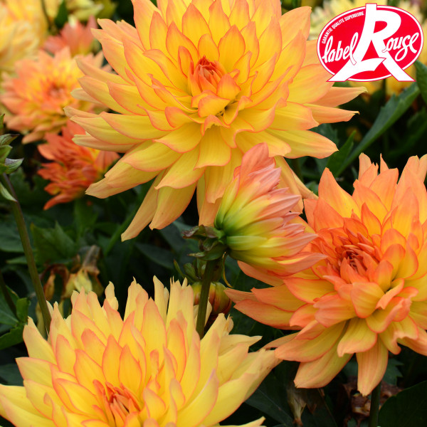 Dahlia nain Tendresse Label Rouge