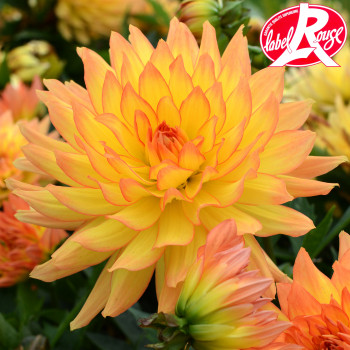 Dahlia nain Tendresse Label Rouge