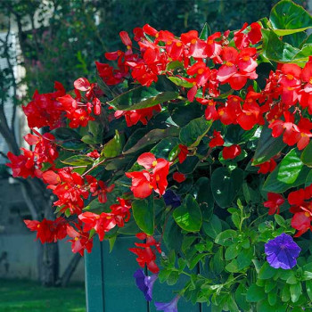 Miniature slider - Bégonias Dragon Wing®