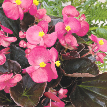 Bégonias à feuillage rouge - Image 2
