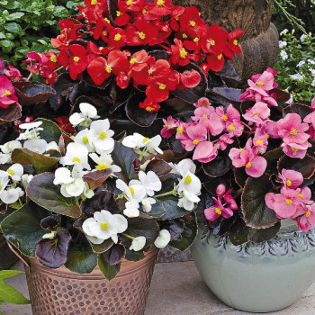 Bégonias à feuillage rouge